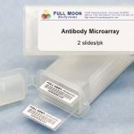 Fluorescence based MAPK Phospho Antibody Array by Full Moon - tebu-bio