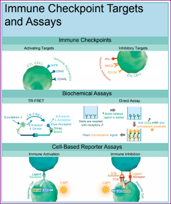 Immune checkpoint targets and assays by BPS Bioscience and tebu-bio