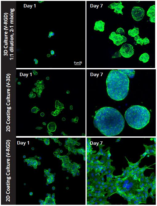 Cell morphology 2D - 3D cell cultures with Vitrogel hydrogel