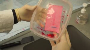 Ponceau S staining for Western Blot