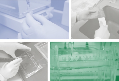 Tebubio - Protocole Western Blot