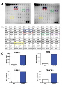 tebu-bio - Human Phospho-RTK Array