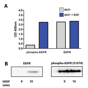 phospho ERGFR - tebu-bio