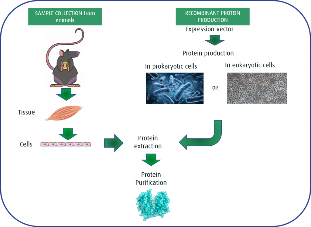 Fig 1: Sample collection vs. Recombinant protein production