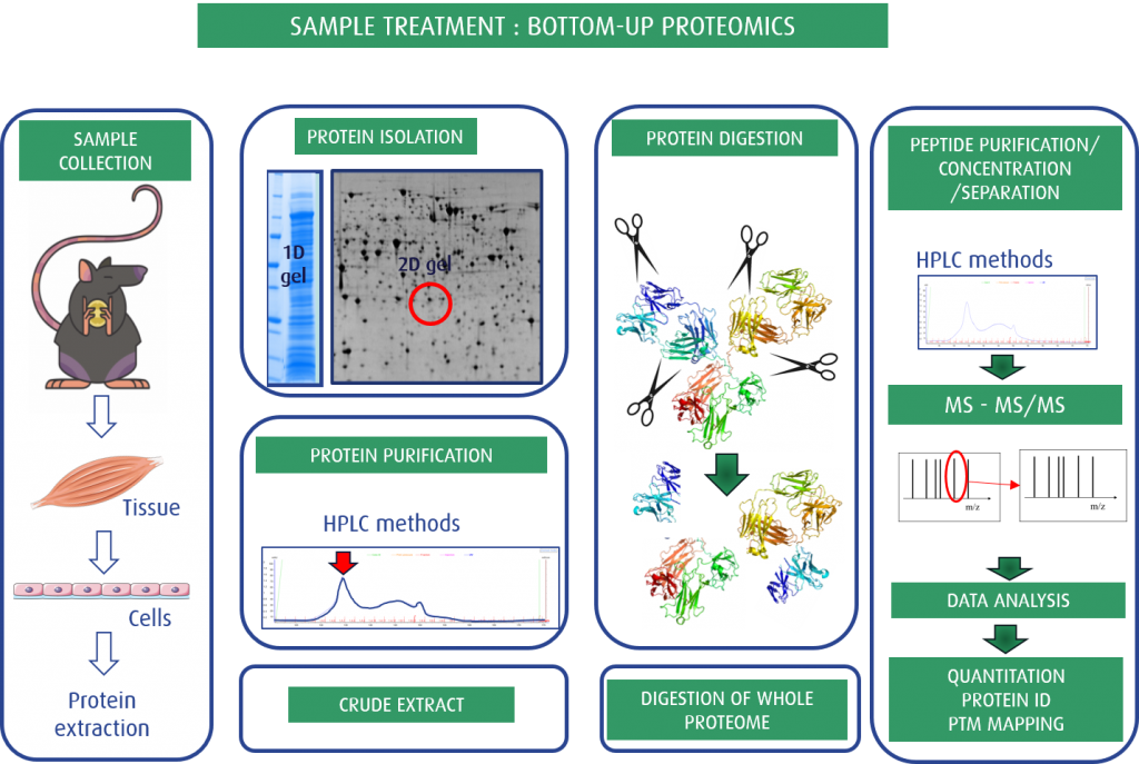 Fig. 3: Bottom-up proteomics as a Sample treatment for MS studies