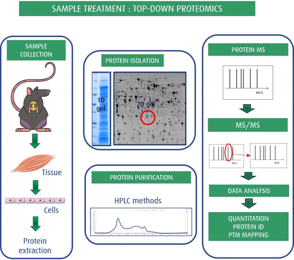 Fig. 2: Top-down proteomics as a Sample treatment for MS studies
