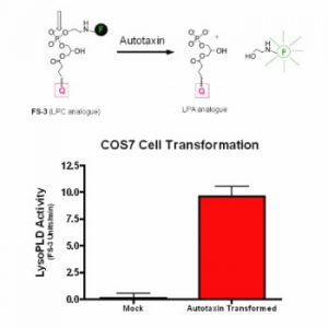 K-4100 Autotaxin Activity Assay echelon tebu-bio