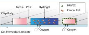 Co-culture of different cell types with 3D Cell Culture chip.