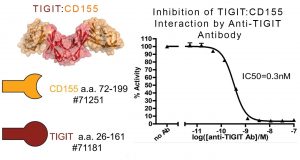 Inhibition of TIGIT:CD155 interaction by Anti-TIGIT neutralising Ab