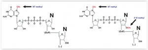 mRNA capping basic structures with Cap 0 and Cap 1