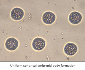 Uniform spherical embryoid body formation - Microsurfaces microEB array at tebu-bio.com