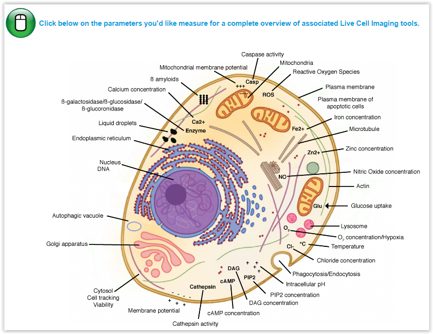 Interactive live cell imaging tool bow by tebu-bio