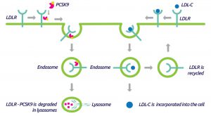 PCSK9 function in LDLR degradation. Source tebu-bio.
