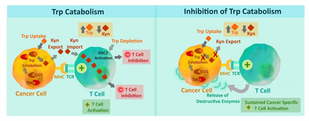 Immune checkpoint research - IDO1 and TDO enzyme catalyze the conversion of Trp to Kyn.