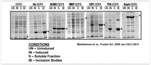 SUMOpro® fusion enhances expression and solubility in E. coli