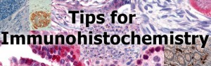 3 tips for IHC Troubleshooting - tebu-bio - being bio-reactive