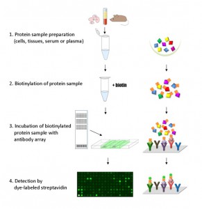 Experimental flow of the Fullmoon BioSystem's ELISA-based Antibody Arrays - tebu-bio