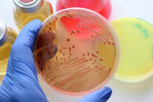 6 active compounds to rediscover rare bacterial metabolites